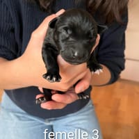Alba, chienne à adopter