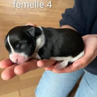 Freya, chienne à adopter