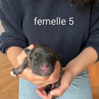 Bruna, chienne à adopter