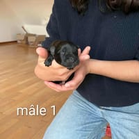 Benni, chien à adopter