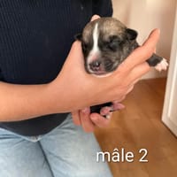 Jay, chien à adopter