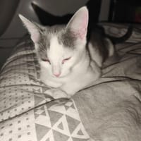 FUDJI, chatte à adopter