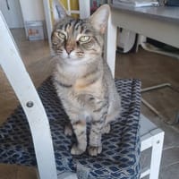 VOLTE, chatte à adopter