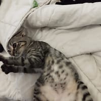 OSIRIS, chatte à adopter