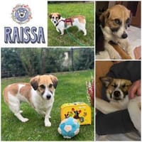 RAISSA * liebes Hundmädchen für Familien, Hündin zur Adoption