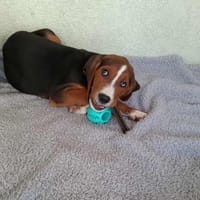 Theosucht sein großes Glück 🐾💕🍀, Hund zur Adoption