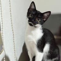 🐾Kater Dobby sucht ein Zuhause! ✨, Kater zur Adoption