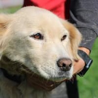 Goldie - sehr lieb u. verschmust, Hündin zur Adoption