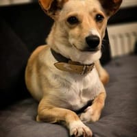 LIDI ist eine wunderbare Hündin ♥, Hündin zur Adoption
