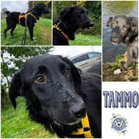 TAMMO * Freundlicher Hundejunge, Hund zur Adoption