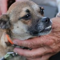 Lina - verschmuste, liebe Hündin, Hündin zur Adoption
