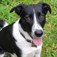 Charlie  liebenswerte unkompliziert, Hund zur Adoption