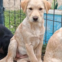 💕Blanche💕sucht eine liebe Familie 💕, Hündin zur Adoption