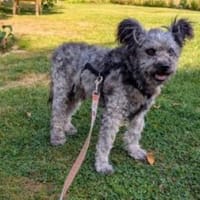 Toto 40 cm (Pflegestelle), Hund zur Adoption
