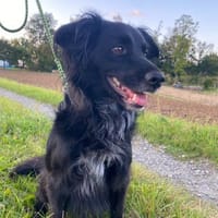 Kormos. gute-Laune Hund zum Verlieben, Hund zur Adoption