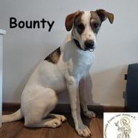 Bounty wird mutig und entdeckt die Welt, Hund zur Adoption