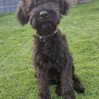 Rokko, Riesenschnauzer (geb. 05/2025), Hund zur Adoption