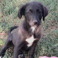 Kate ein liebes Mädchen, Hündin zur Adoption