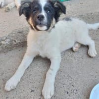 Gonzosucht sein großes Glück 🐾💕🍀, Hund zur Adoption