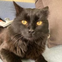 Ein Schönling, auf der suche nach guten, Kater zur Adoption