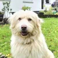 TWIST - zur Pflege in NRW, Hund zur Adoption