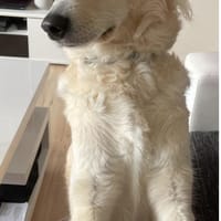 Franzi, Hündin zur Adoption