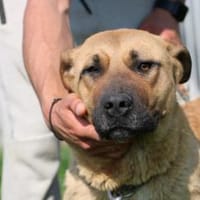 Leela - sanft u. zutraulich, Hündin zur Adoption