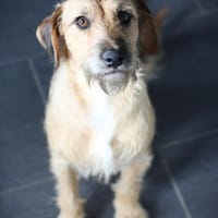 Penny  Abenteurerin mit großem Herz, Hündin zur Adoption