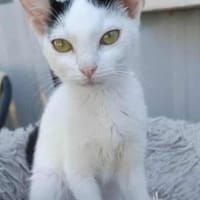 Kleine Kali sucht Zuhause, Katze zur Adoption