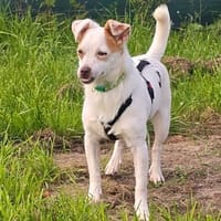 Mary-Lou auf Pflegestelle, Hündin zur Adoption