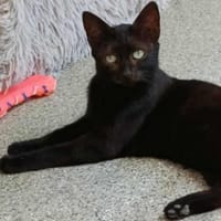 Entzückende KIKi 1,5 Jahre jung❤, Katze zur Adoption