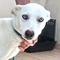 ❤Scilla...leidet im Tierheim, Hündin zur Adoption