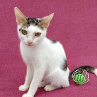Kleine entzückende Katze KiRA 5,5 Monate, Katze zur Adoption