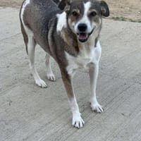 Paula- katzenverträglich, dankbar, Hündin zur Adoption