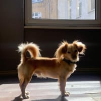 Kleiner Mio sucht ländliches Zuhause!, Hund zur Adoption