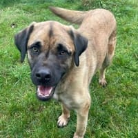 Seppl  - lieber Bub sucht Familie Right, Hund zur Adoption