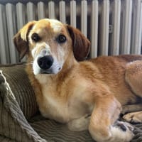 Guszti sucht ein ruhiges, liebes Zuhause, Hund zur Adoption