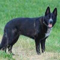 Kelly sucht ihre Menschen, Hündin zur Adoption