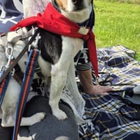 Raton - ein Schatz in Deutschland !, Hund zur Adoption