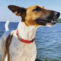 Treuer liebevoller Sixten, Hund zur Adoption