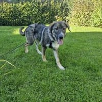 Sunny, lieb, katzenverträglich, sozial, Hündin zur Adoption