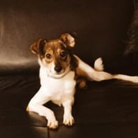 Tilda - auf PS in 91353 Hausen, Hündin zur Adoption