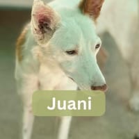 JUANI, w., kastr., Podenco, ca. 44 cm, Hündin zur Adoption