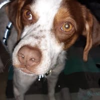 Diogo auf Pflegestelle in Duisburg, Hund zur Adoption