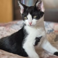 FENJA sucht ein Zuhause, Katze zur Adoption