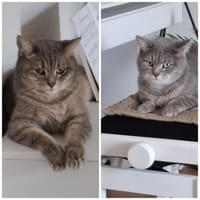 SIMBA + MOMO, m., kastr.,, Kater zur Adoption
