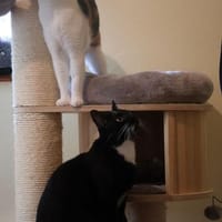 ***LEO und LILLY!***, Kater zur Adoption