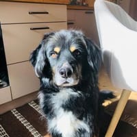 Ari, kleiner Herzensbrecher, sozial, Hund zur Adoption