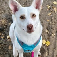 Daisy sucht ihre Menschen, Hündin zur Adoption