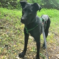 Zeno sucht seine Zuhause, Hund zur Adoption